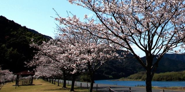高智縣的櫻花。　travelrich.com