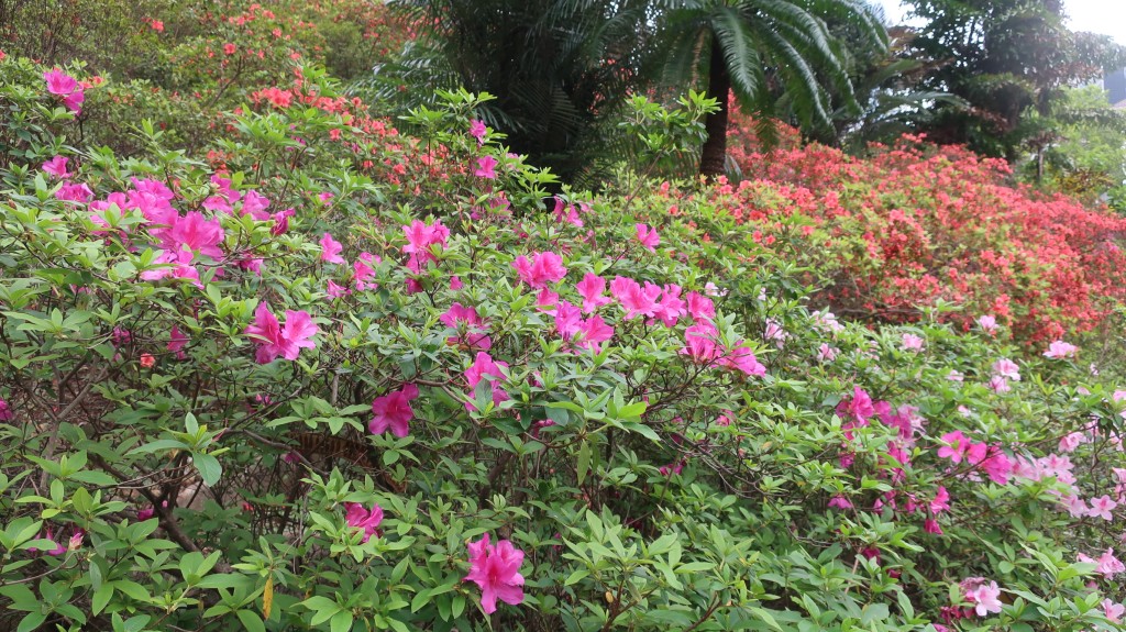 香港動植物公園杜鵑花開（五）。康民署「賞花情報」截圖