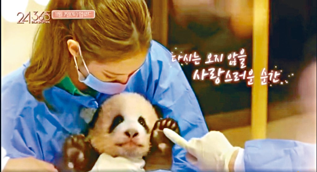 ■Jennie被指责化了妆及没戴保护帽抱小熊猫，可能令小熊猫受刺激。