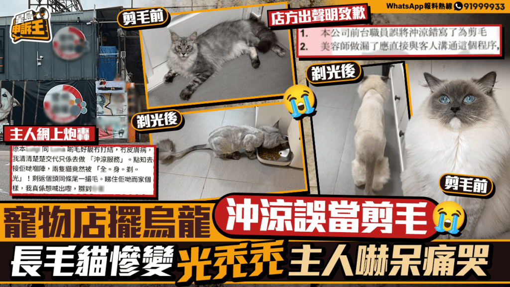星島申訴王|寵物店擺烏龍 沖涼誤當剪毛 長毛貓慘變光禿禿 主人嚇呆痛哭