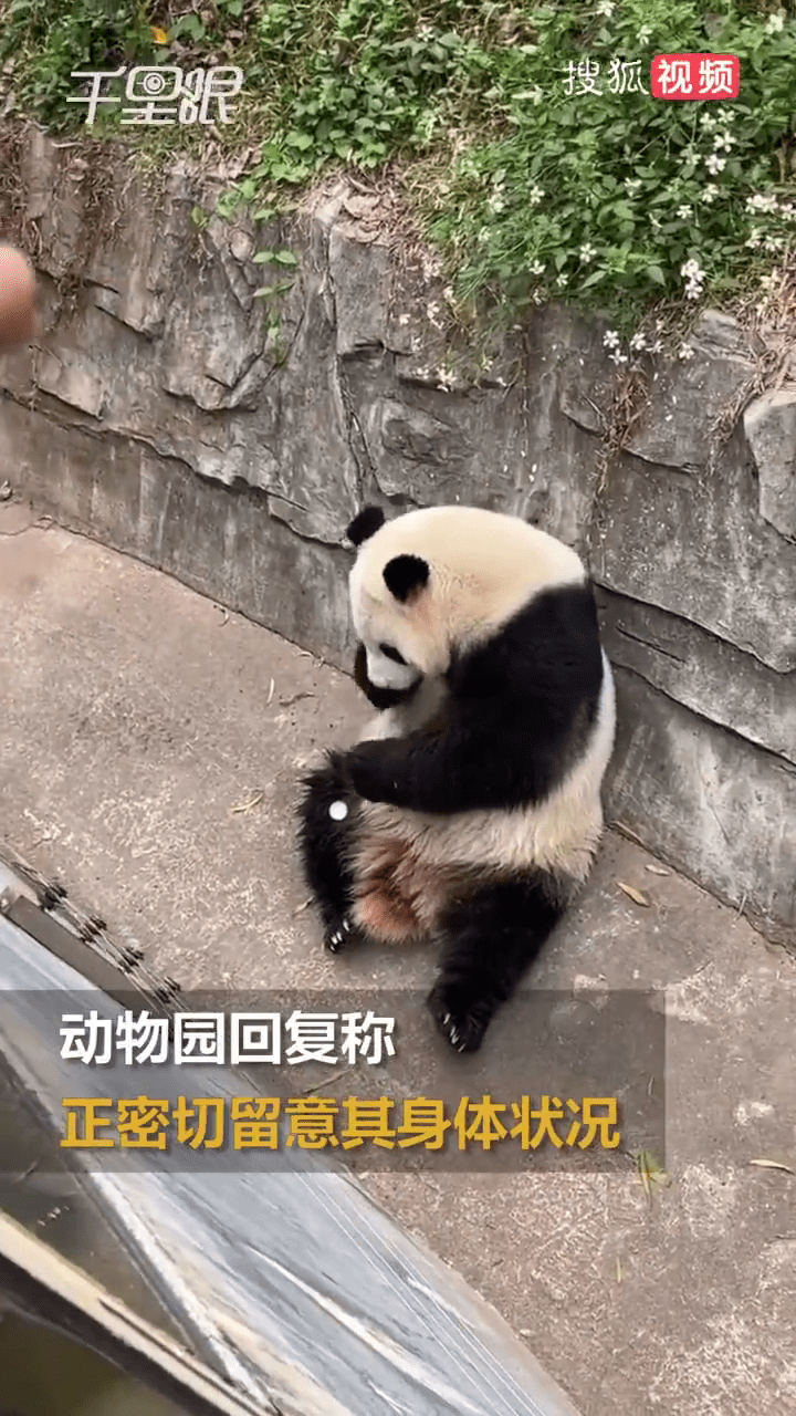 大熊貓雅一喝了一口飲料後，開始有反應。