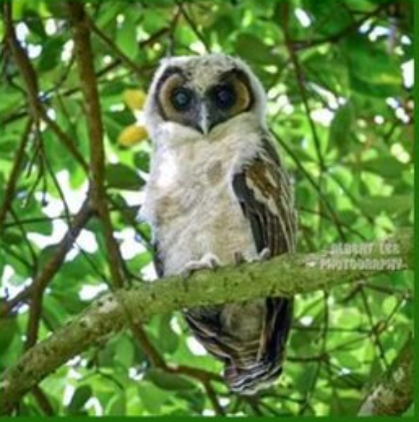 褐林鴞幼鳥,頸部及身上長有白色羽毛。嘉道理農場fb 褐林鴞幼鳥,頸部及身上長有白色羽毛。嘉道理農場fb