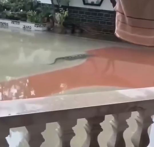 茂名「逃獄」2米巨鱷搜捕現場片流出，特警擸槍當場射殺。