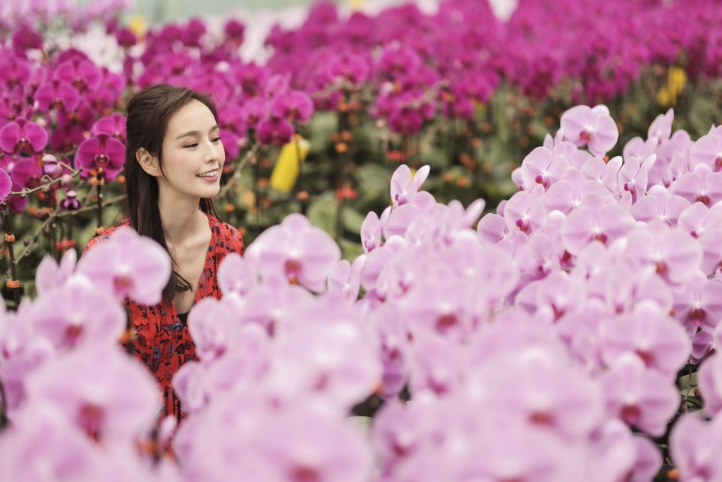 東港城新春花市限定店有5款全新培植的蘭花。 東港城新春花市限定店有5款全新培植的蘭花。