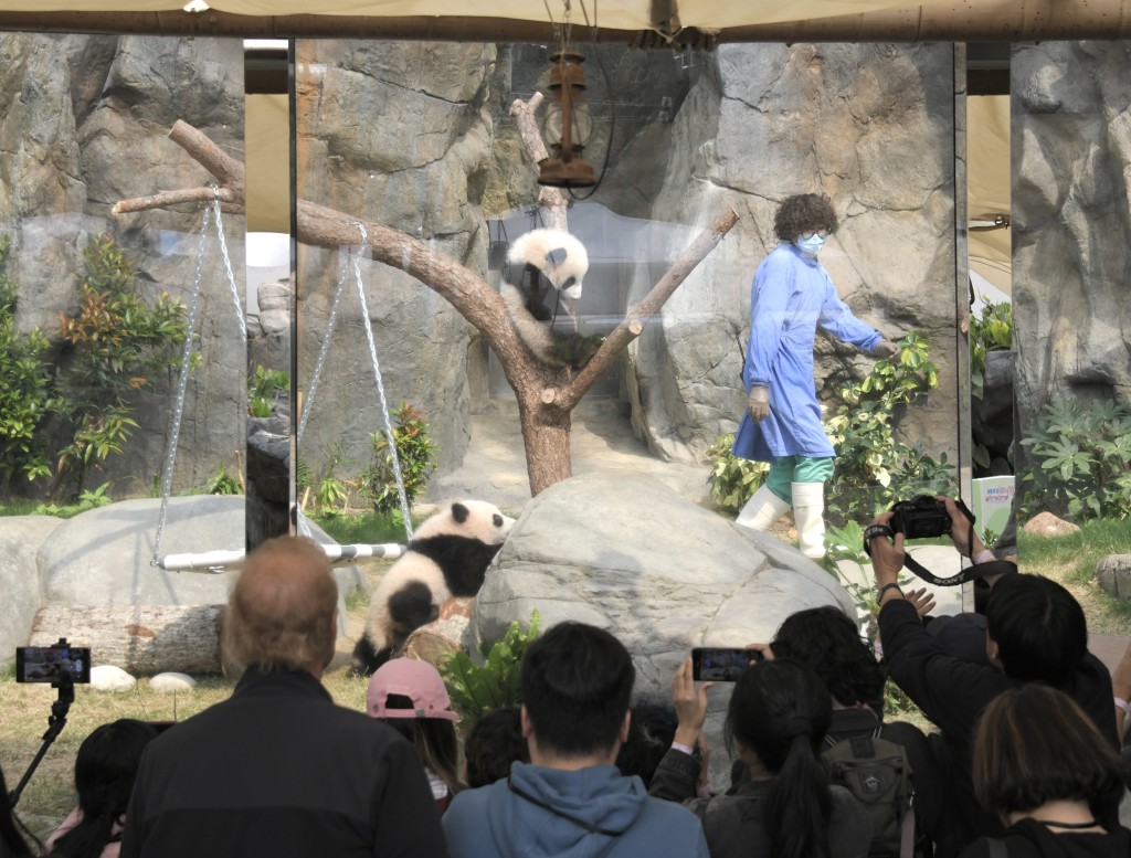 「家姐」與「細佬」現居於「大熊貓之旅」場館。