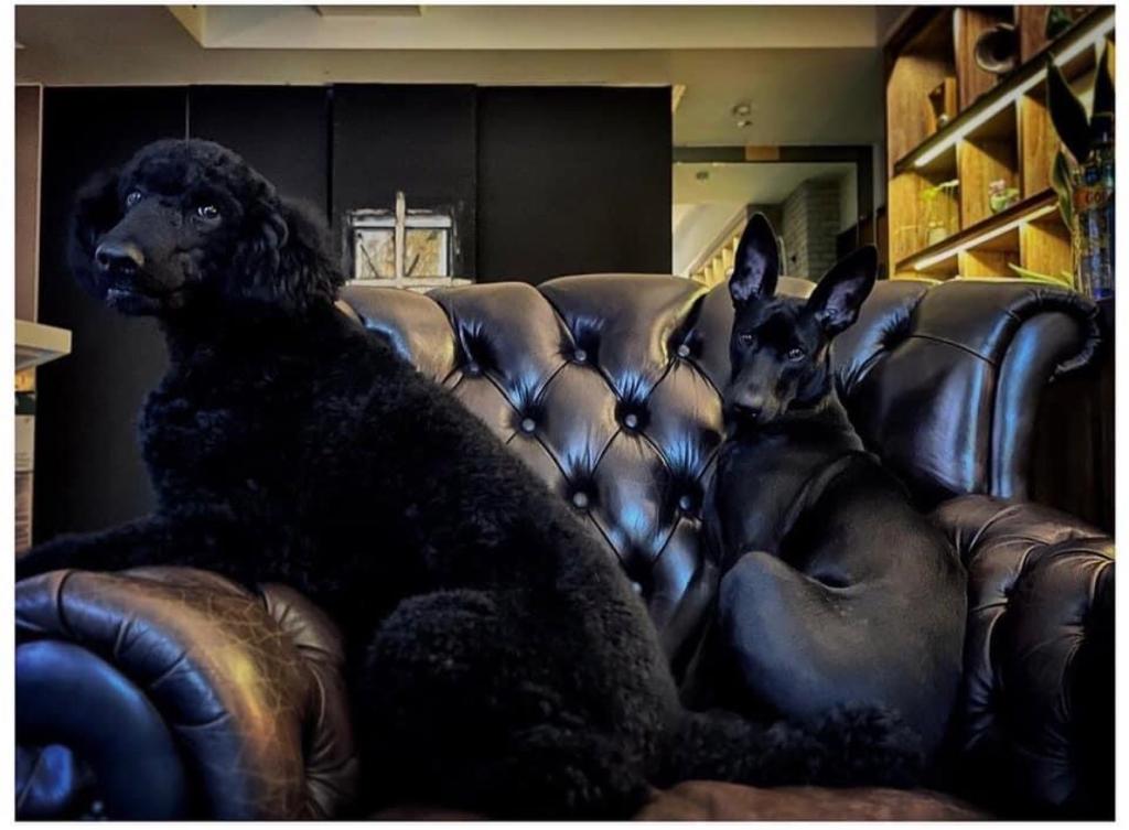 見到兩隻愛犬嗎？！