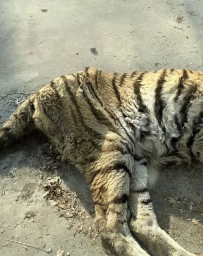網民發文形容老虎「餓得皮包骨」。微博