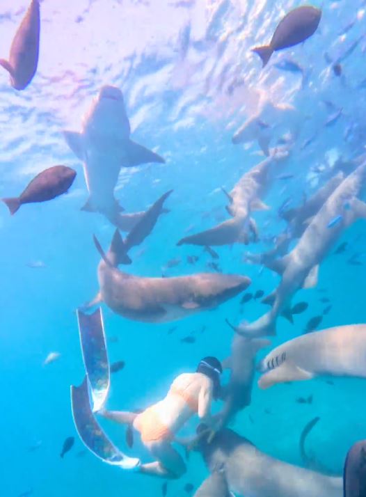 內地女遊客「大姨媽」到仍潛水，疑血腥味刺激鯊魚，導致手部被咬出血洞。抖音＠我愛藍色