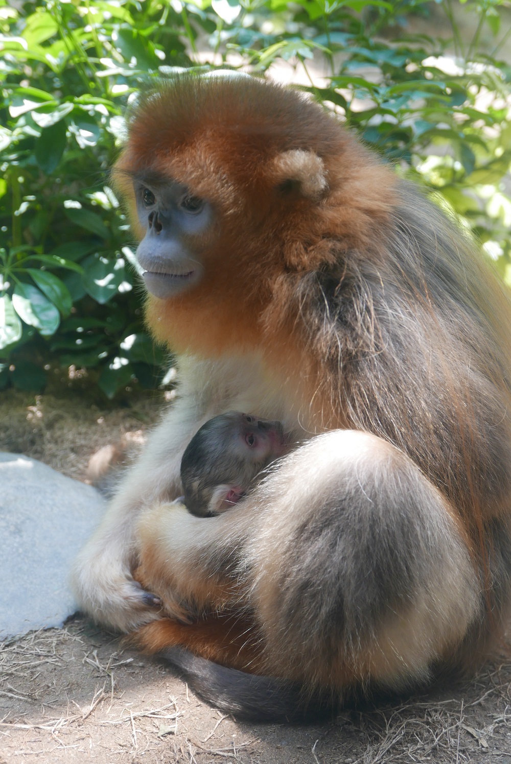 媽媽已學會哺乳。海洋公園提供