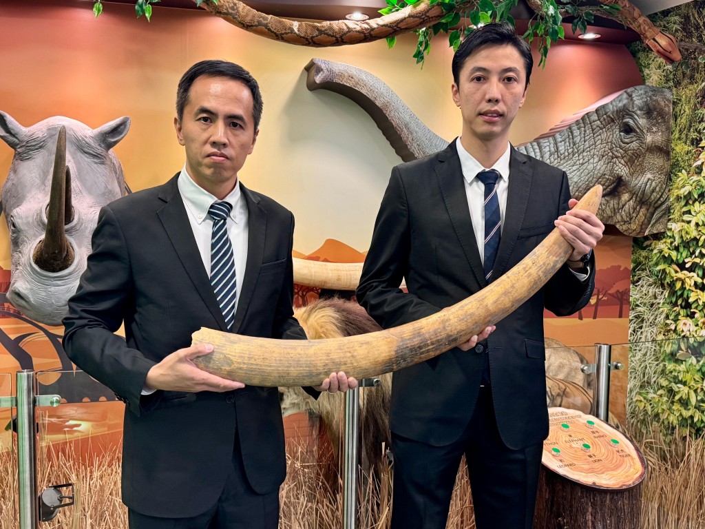 海關有組織罪案調查科高級監督王禮庸(左)及監督張文傑(右)指出,瀕危物種走私活動主要透過旅客、貨運及郵包3個渠道進行。 麥鍵瀧攝 海關有組織罪案調查科高級監督王禮庸(左)及監督張文傑(右)指出,瀕危物種走私活動主要透過旅客、貨運及郵包3個渠道進行。 麥鍵瀧攝