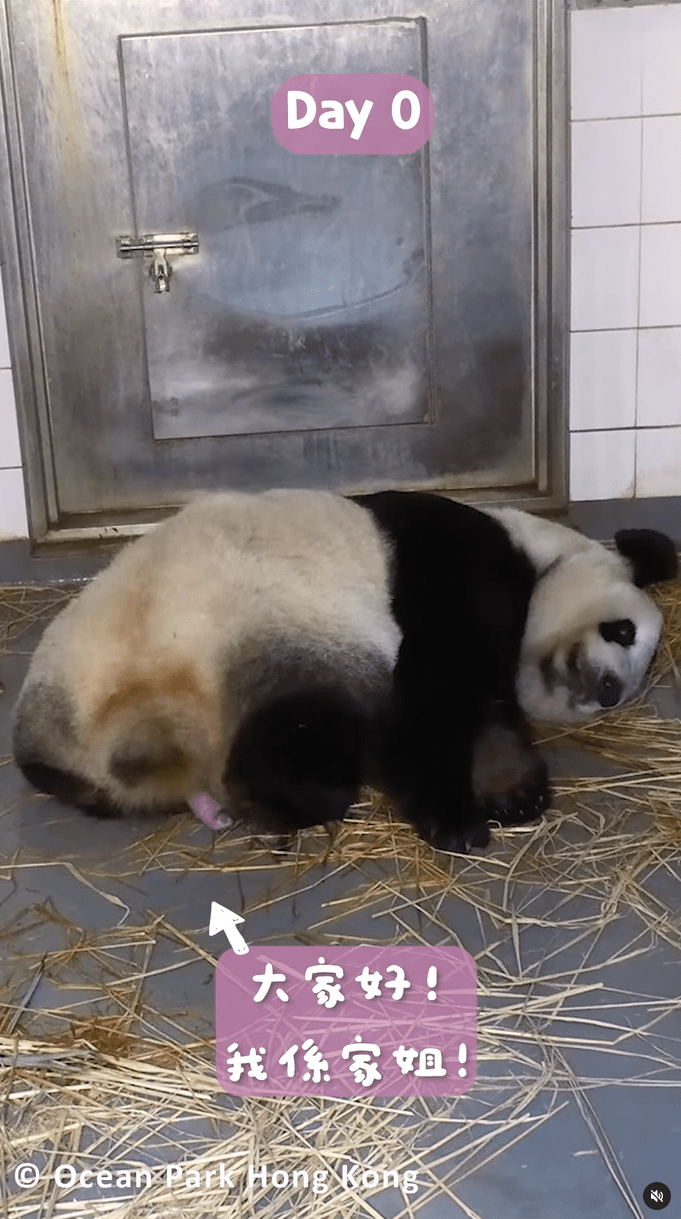 在影片中，先播放盈盈誕下龍鳳胎的情況。海洋公園IG影片截圖