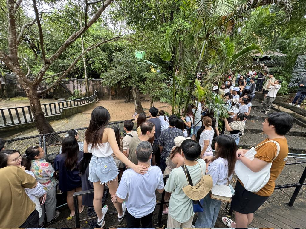 「弹跳猪」爆红吸引大批游客参观动物园。  Khao Kheow Open Zoo