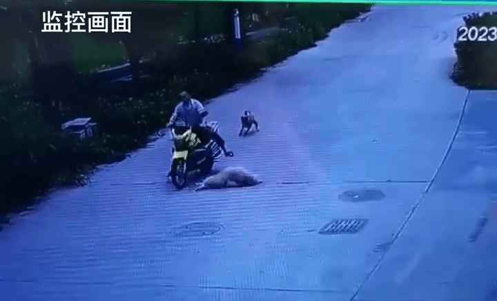 狗隻一個打滾幾乎避開了電單車的擦撞。