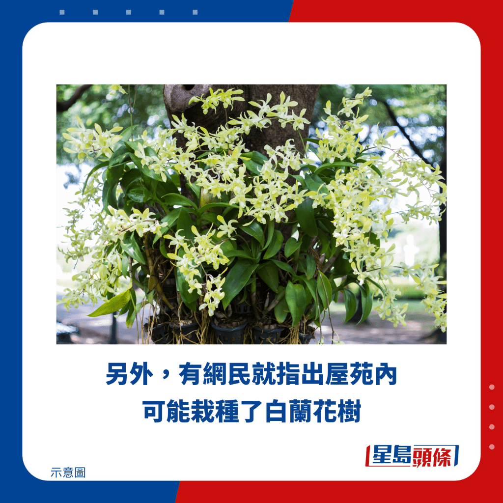 另外，有網民就指出屋苑內可能栽種了白蘭花樹