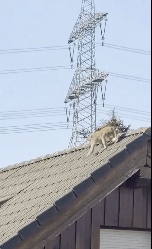 獼猴身手敏捷。