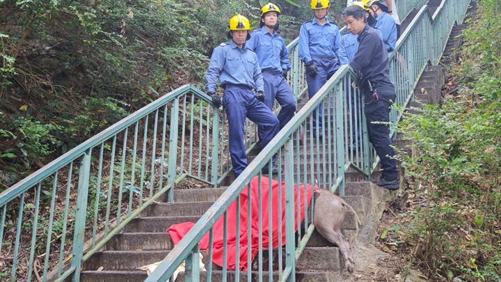 消防員到場拯救野豬。
