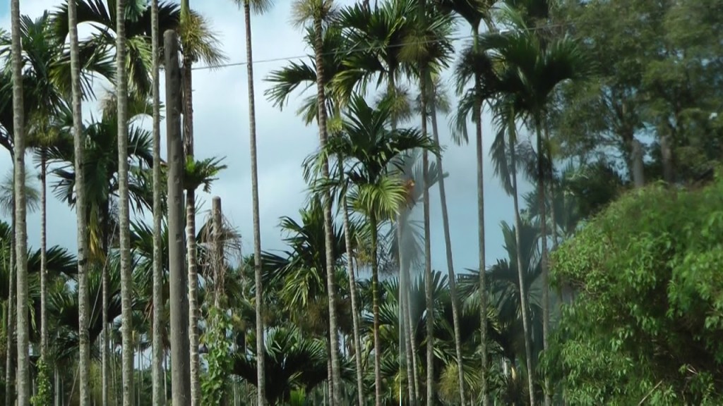 台灣在八十年代，檳榔成為產值僅次於稻米的第二大經濟農作物。