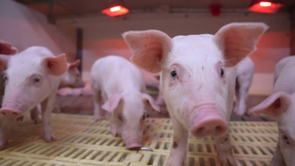 內地生豬供應失衡，豬肉5元一斤大賤賣。新華社