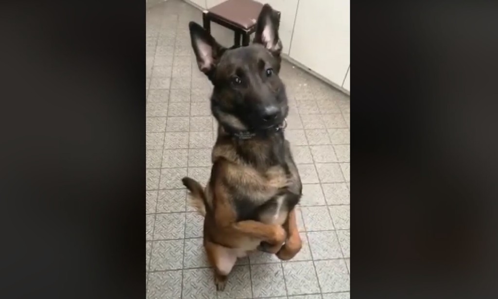 警方FB另附上一段領犬員與警犬周三在警犬隊總部拍攝的生活短片。 警方FB片段截圖