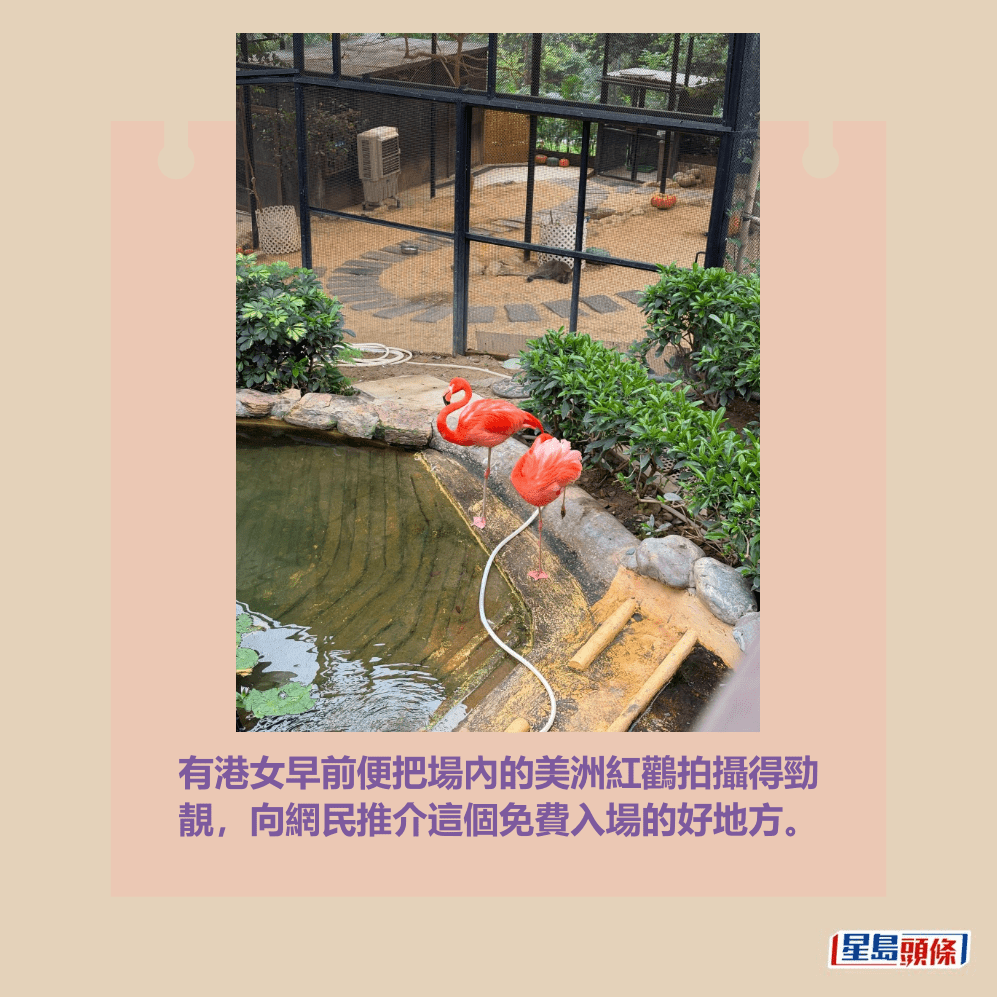 有港女早前便把場內的美洲紅鸛拍攝得勁 靚,向網民推介這個免費入場的好地方。Threads截圖 有港女早前便把場內的美洲紅鸛拍攝得勁 靚,向網民推介這個免費入場的好地方。Threads截圖