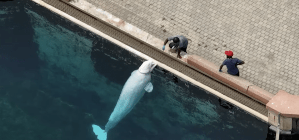 工作人員餵飼白鯨。CBS NEWS新聞畫面截圖