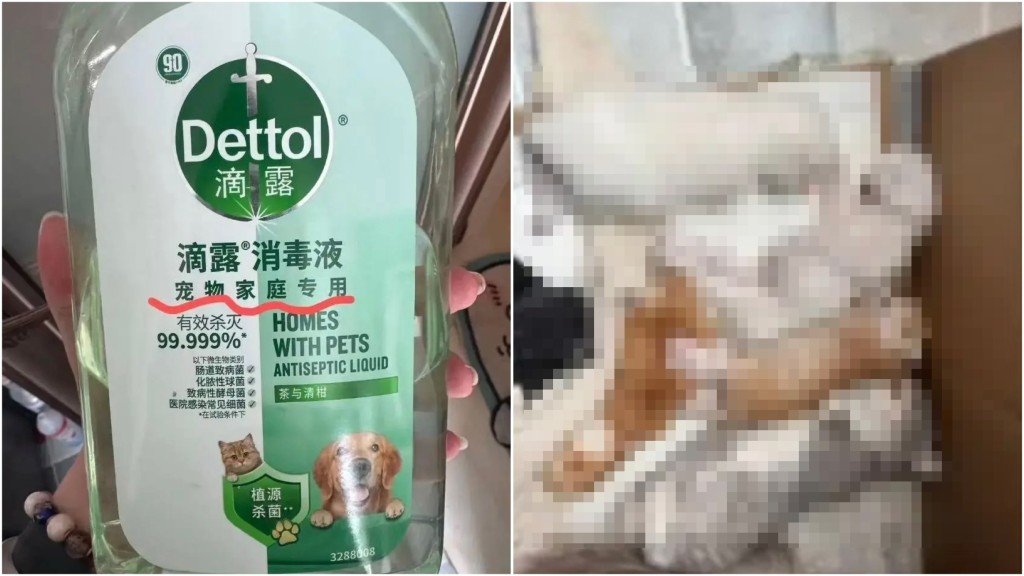 女子用「寵物消毒液」拖地後5幼貓死亡 滴露駁稱無驗屍無證據