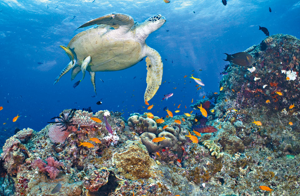 大堡礁的綠海龜和其他海洋生物。
