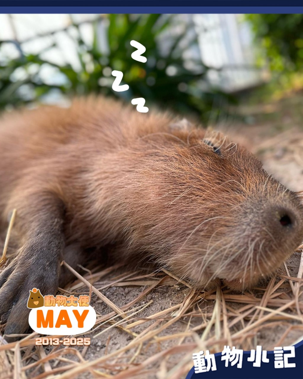 海洋公園指水豚「阿May」由於衰老至無法逆轉，獸醫團隊決定讓牠決定無痛離開。