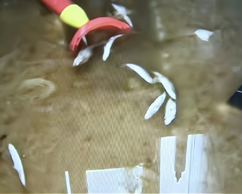 重慶居民屋內一地糞水兼有十幾條魚漂浮，懷疑去水道倒灌。網上圖片