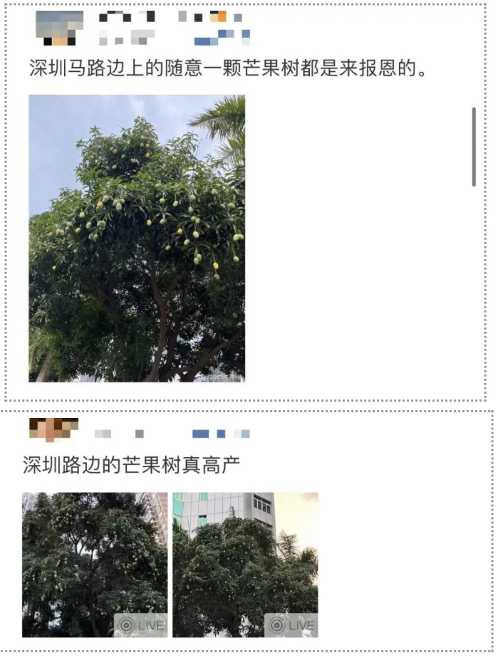 網民認為深圳路邊的芒果樹很吸引。 