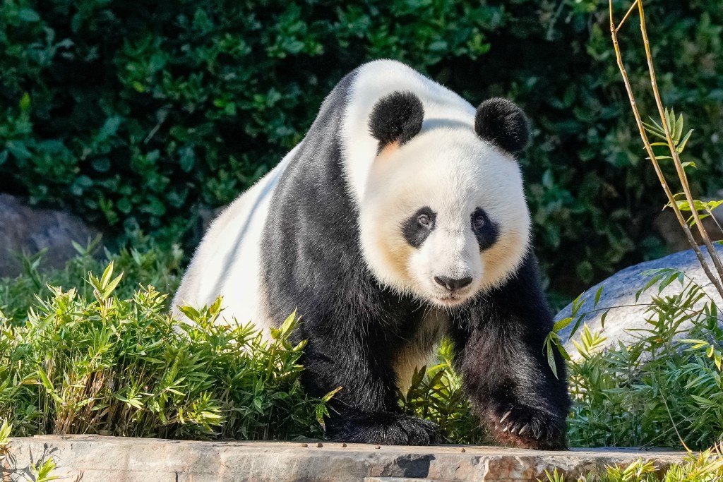 大熊猫旺旺预计将于今年11月回国。（路透社）