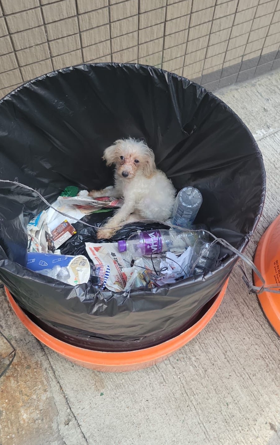 貴婦狗被人遺棄在北角雲景道街頭一個垃圾桶內。《香港動物報》提供圖片