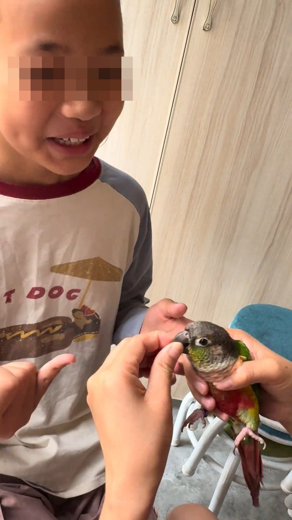 影片見,有人手捉鸚鵡替女孩拔牙。抖音@周周沒煩惱 影片見,有人手捉鸚鵡替女孩拔牙。抖音@周周沒煩惱