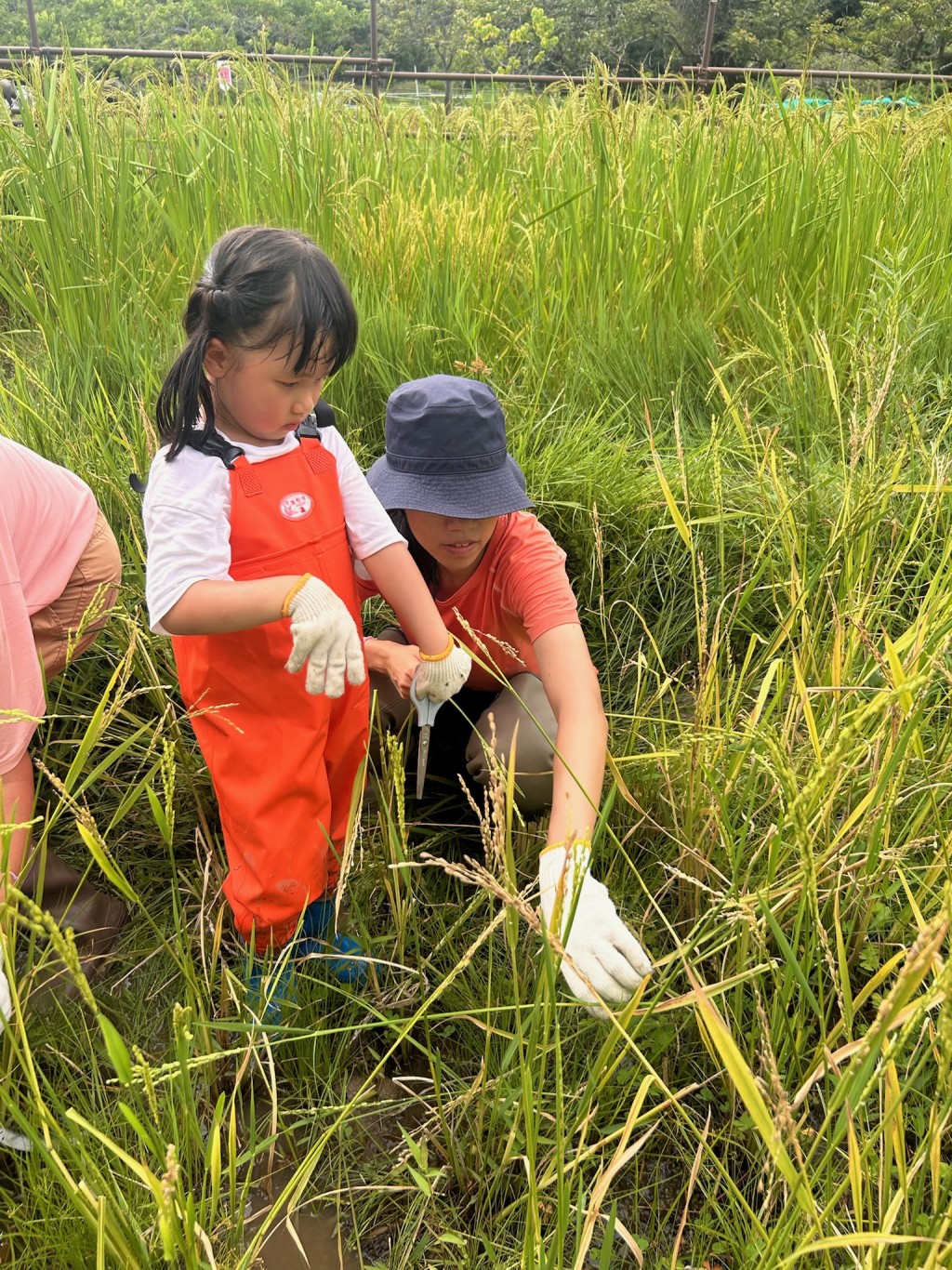 與孩子一起走進金黃稻浪， 親手感受豐收的喜悅，讓孩子明白每粒米都得來不易。（圖片來源：香港觀鳥會）