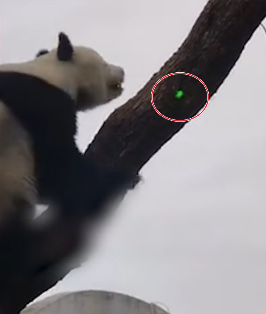 大熊貓「白天」爬樹遊客用激光筆照射。