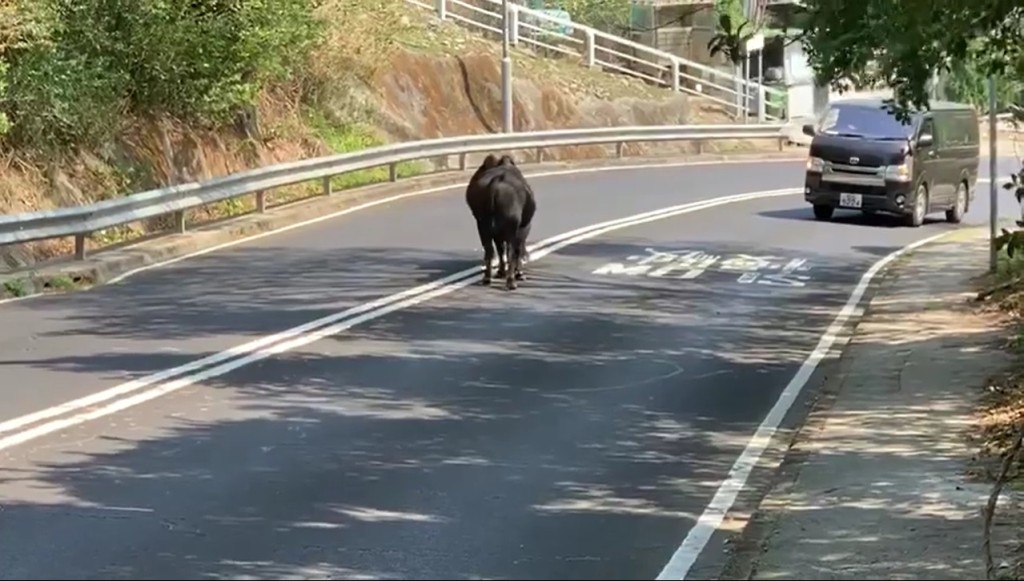 兩隻牛在馬路上開打。網上片段截圖