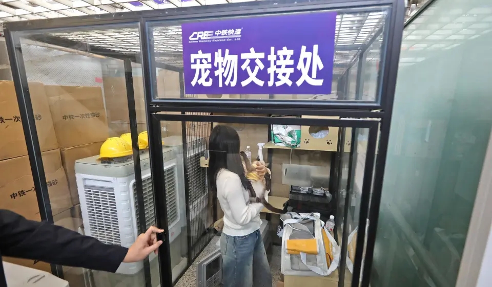 深圳北站，一隻貓咪準備進入寵物託運箱。 深圳大件事