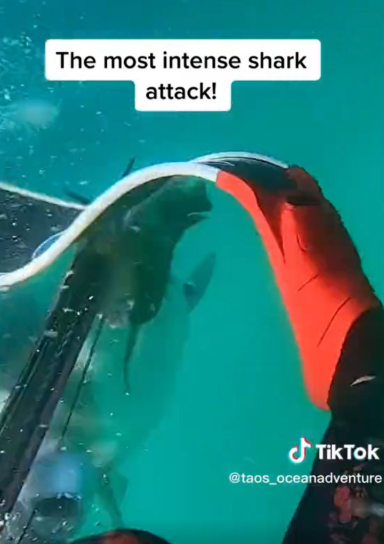 男子形容對鯊魚的攻擊性與狡猾感到驚訝。taos_oceanadventure TikTok