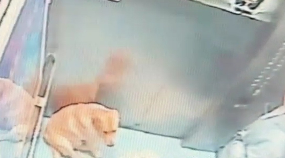 拉布拉多犬偷走入了電梯到達五樓。