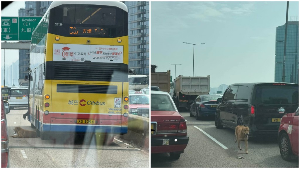 唐狗在東區走廊穿梭遊走。fb馬路的事 (即時交通資訊台) Bosco Chu