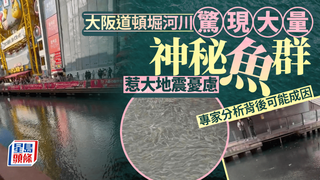 大阪道頓堀河川驚現大量魚群 日網民憂大地震先兆