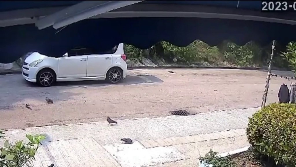 事发前一批野鸽在马路附近觅食。网上片段