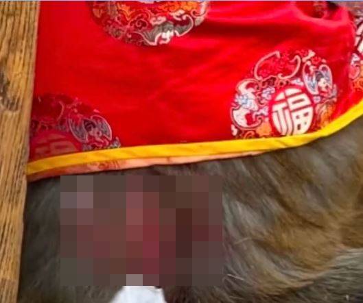 河南有景区的猴子表演被指责有虐畜之嫌。