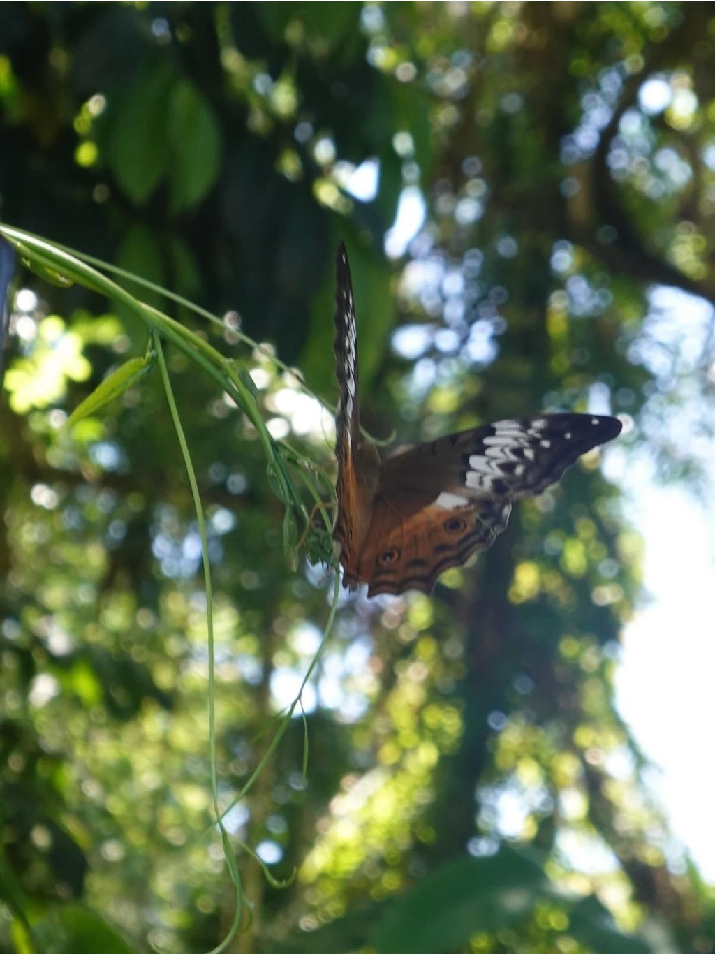 Danielle撰长文外，还分享一张蝴蝶照片。