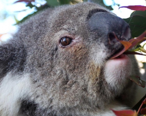 受衣原體感染影響，澳洲國寶樹熊面臨絕種危機。（網上圖片）