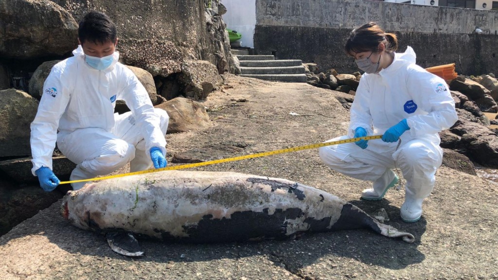 該江豚屍體已嚴重腐爛。圖:海洋公園保育基金