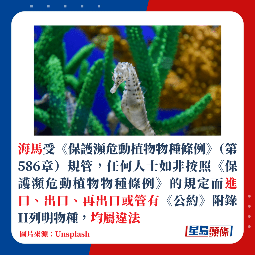 海马属《保护濒危动植物物种条例》附录II列明物种，于香港受《条例》规管，非法进口、出口、再出口或管有即属违法