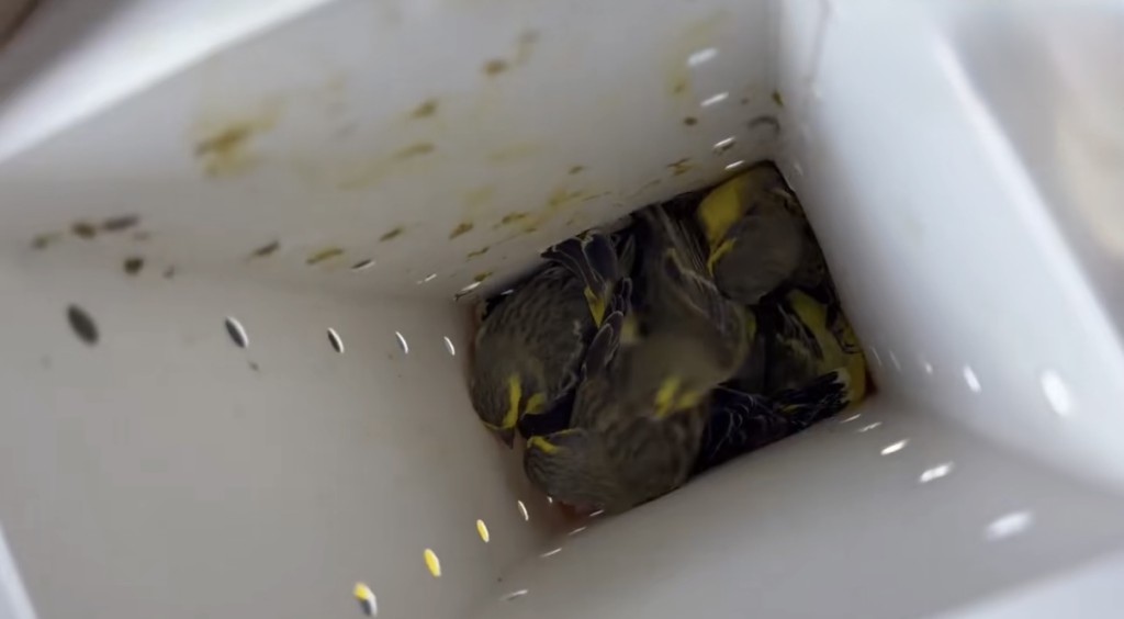 羅湖海關截獲外來物種黃額絲雀。海關發佈