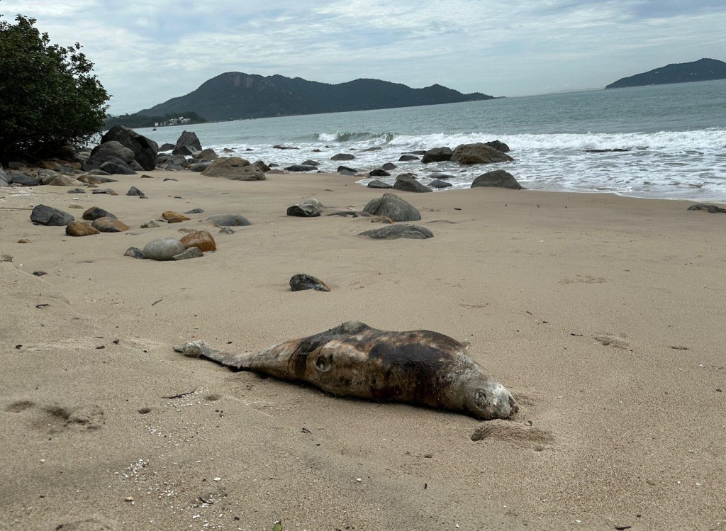 大嶼山上長沙泳灘發現一條江豚屍體。香港海洋公園保育基金提供