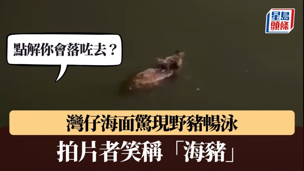 灣仔海面驚現野豬暢泳 拍片者笑稱「海豬」：點解你會落咗去？